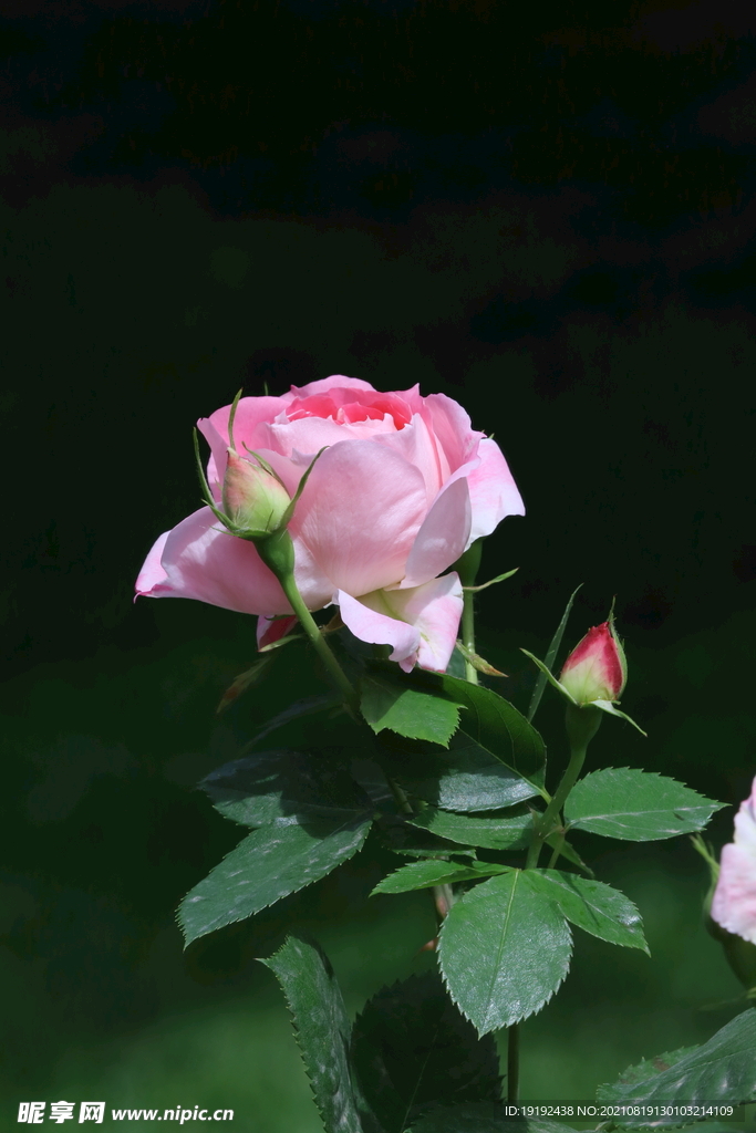 月季花 