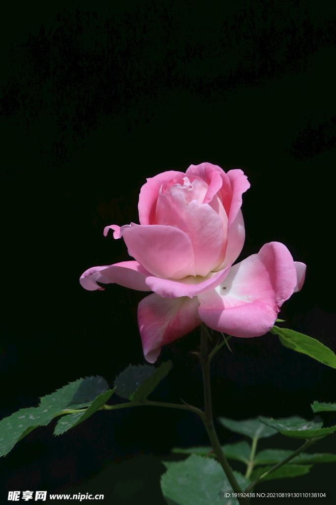 月季花 