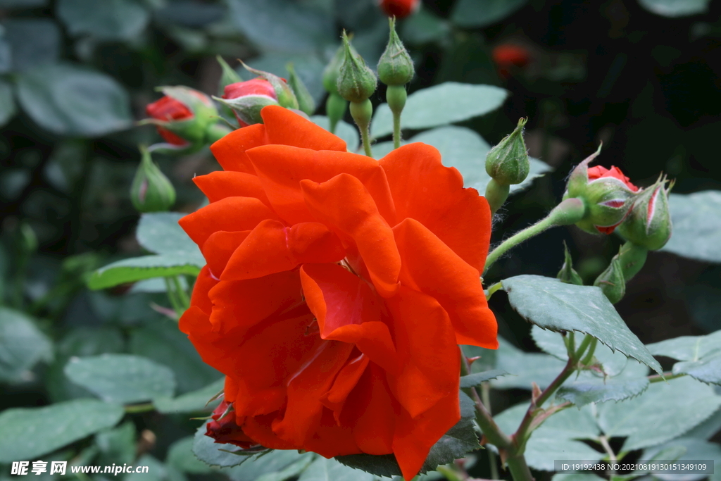 月季花 