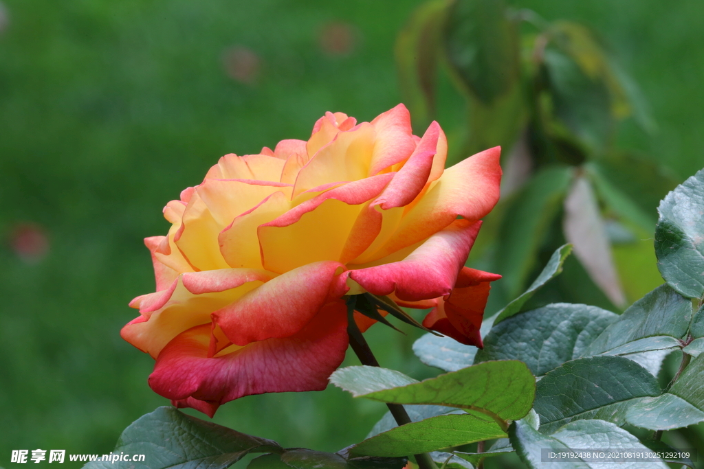 月季花
