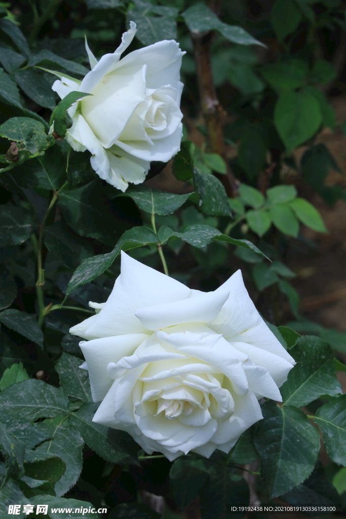 月季花 