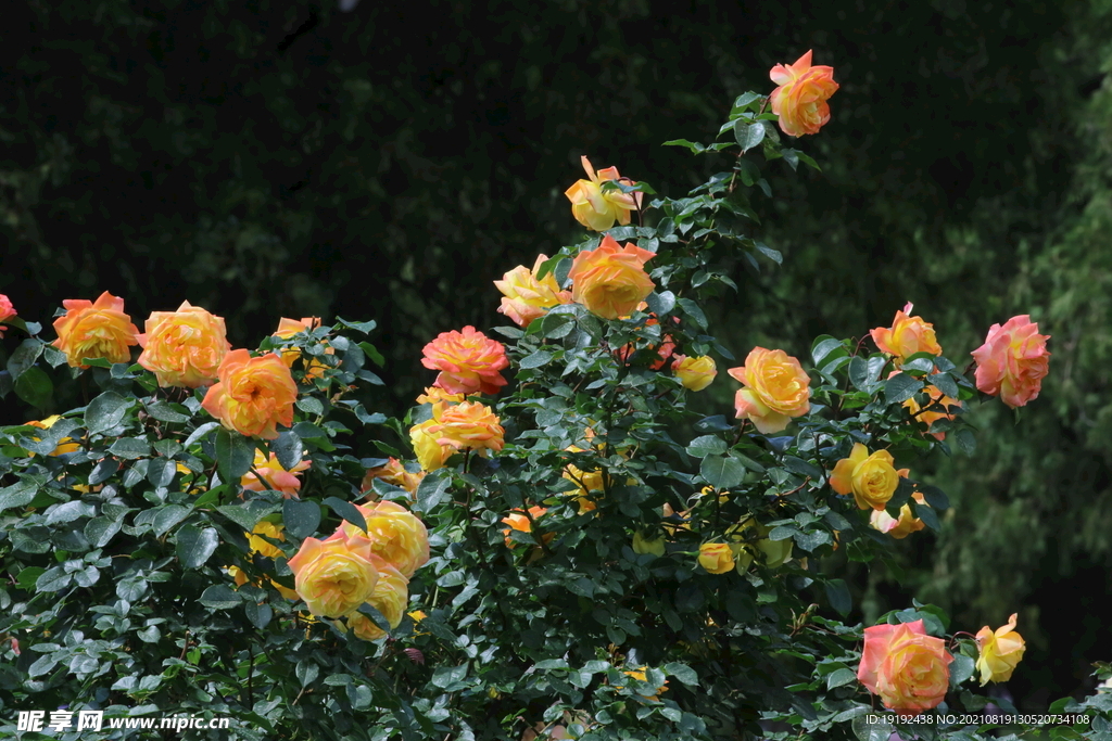 月季花