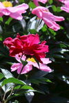 芍药花 