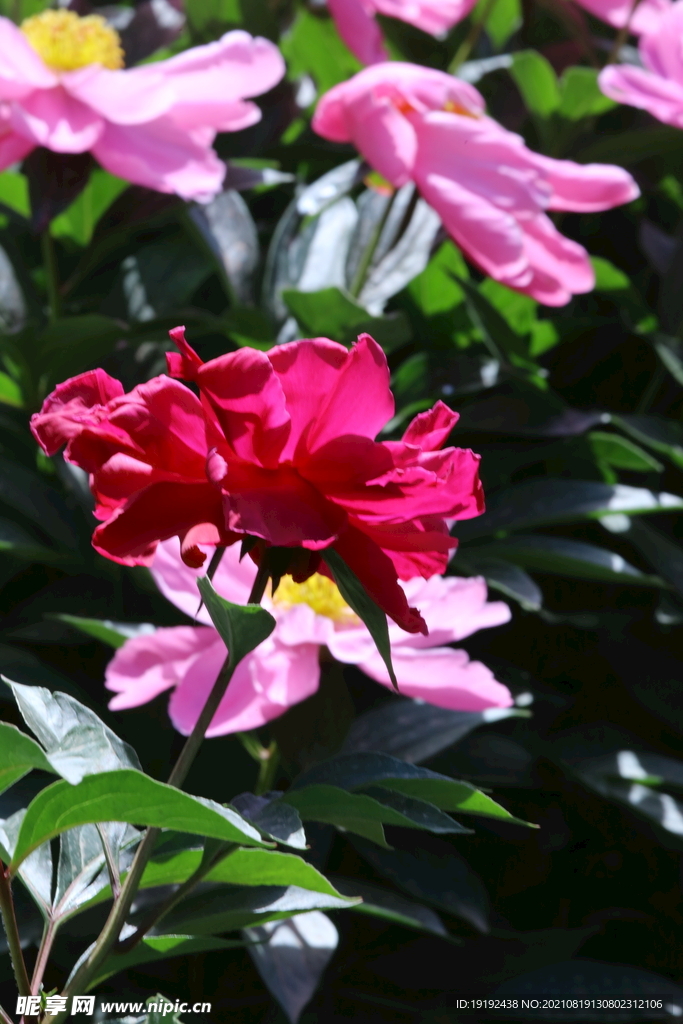 芍药花 