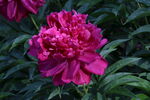 芍药花