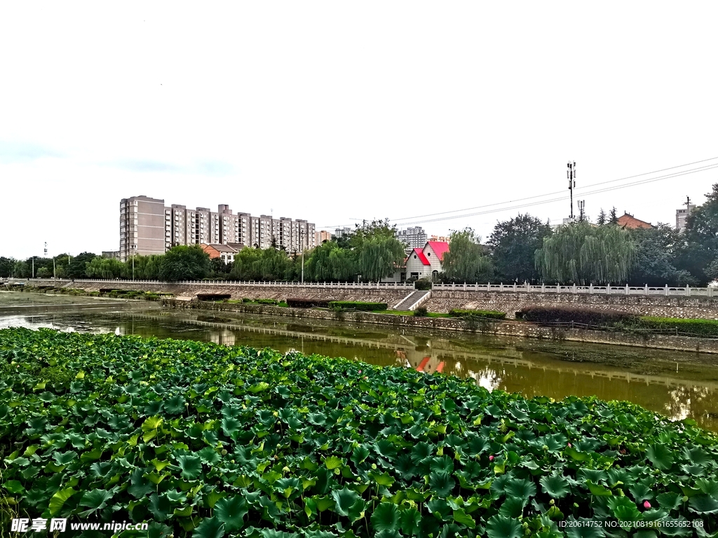 美丽的荷花池