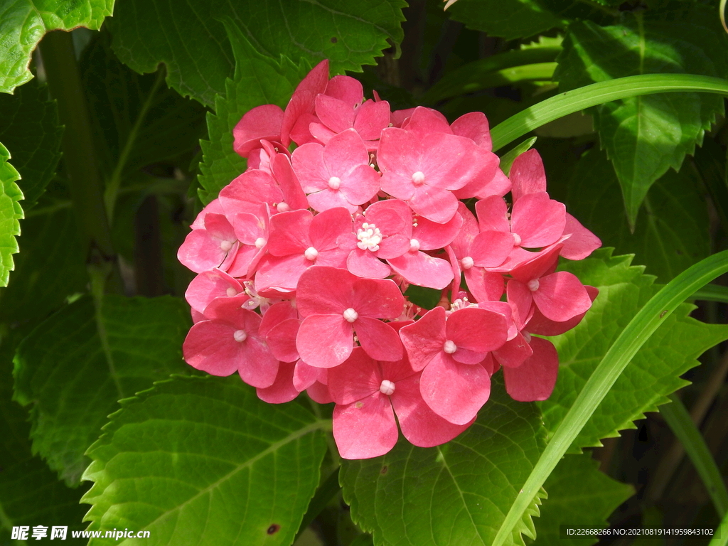粉红色的绣球花照片