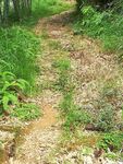 林中小路