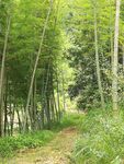 竹林路