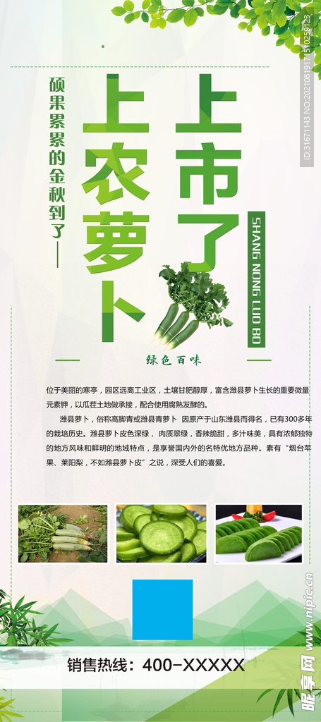 萝卜上市 