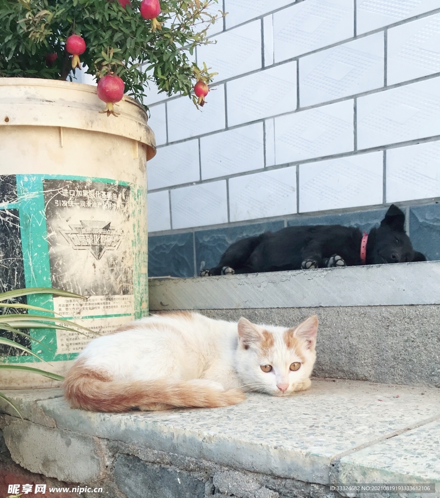 一猫一狗