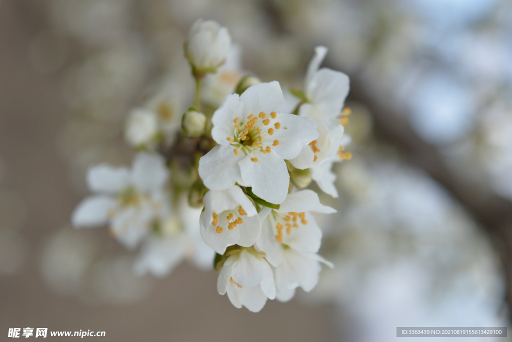 鲜花