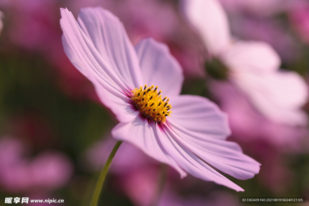 鲜花