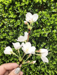 琼花