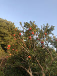 石榴树