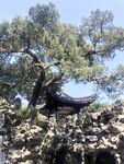亭子古树假山