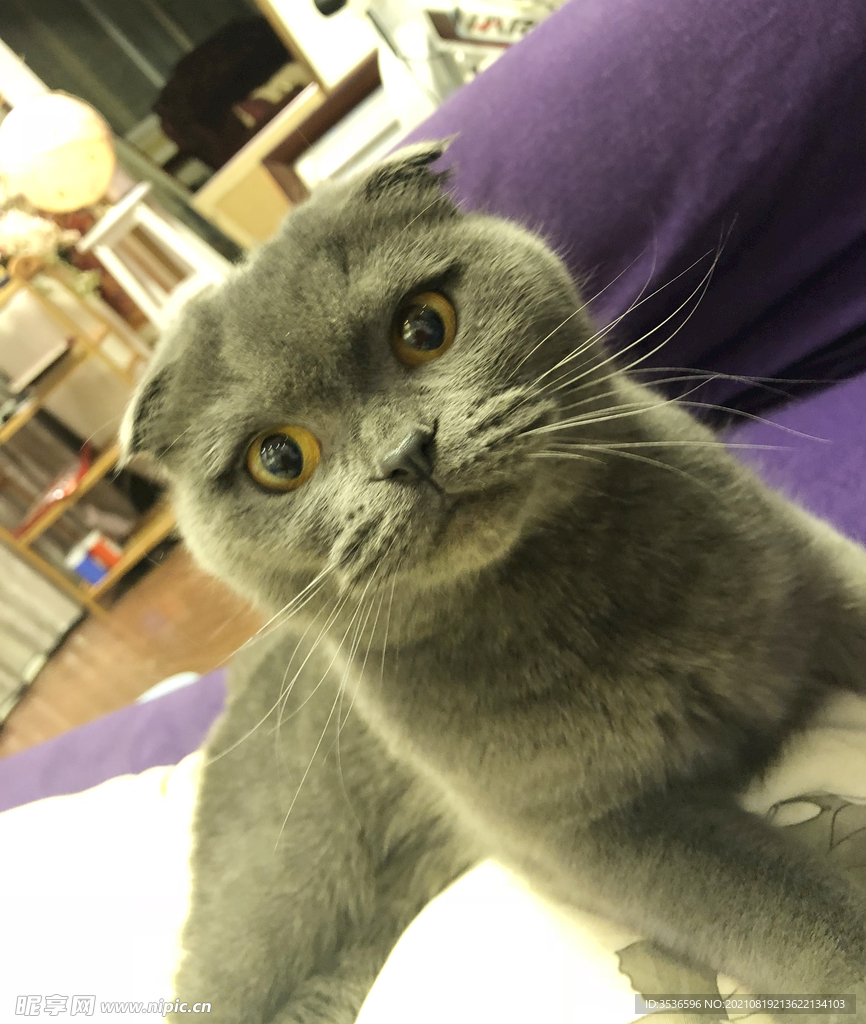 蓝猫