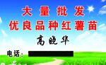 红薯苗名片