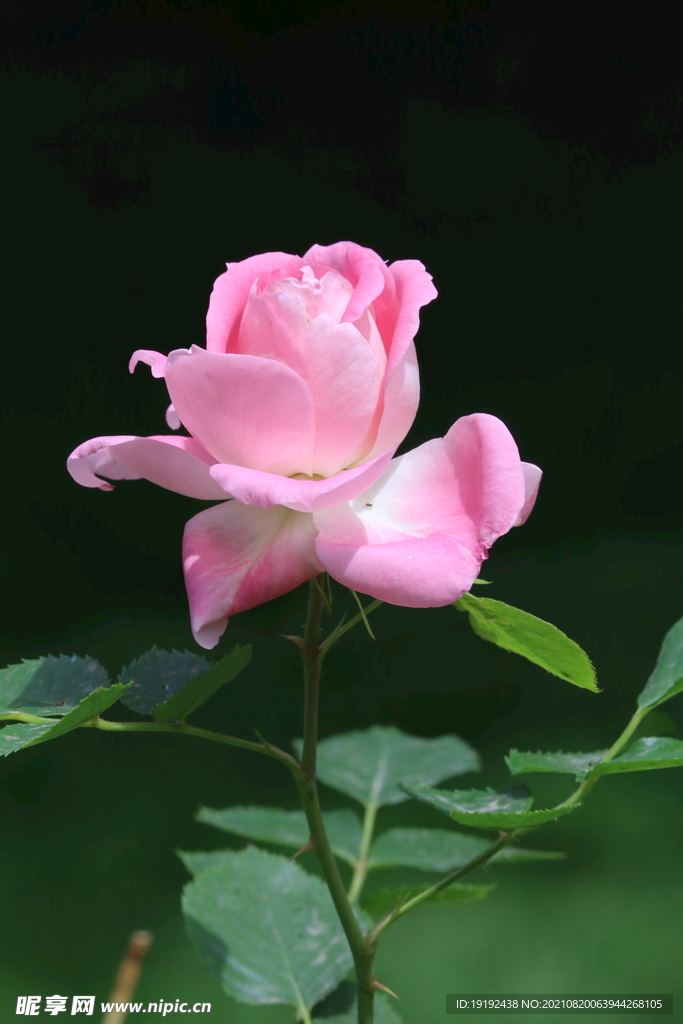 月季花 