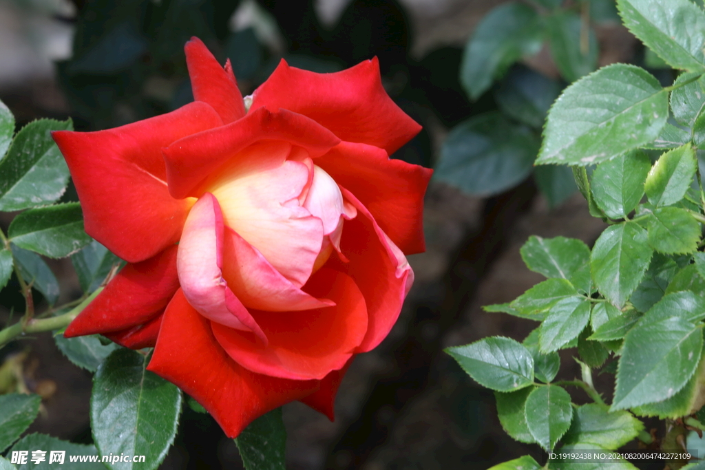 月季花