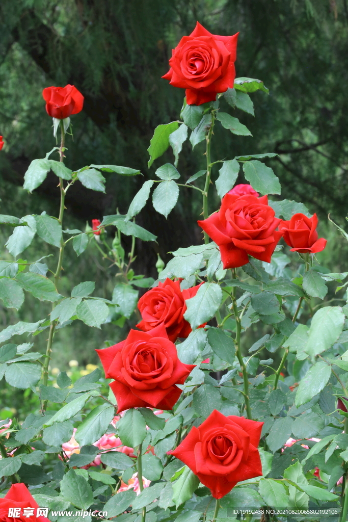 月季花