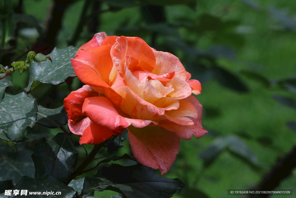 月季花 