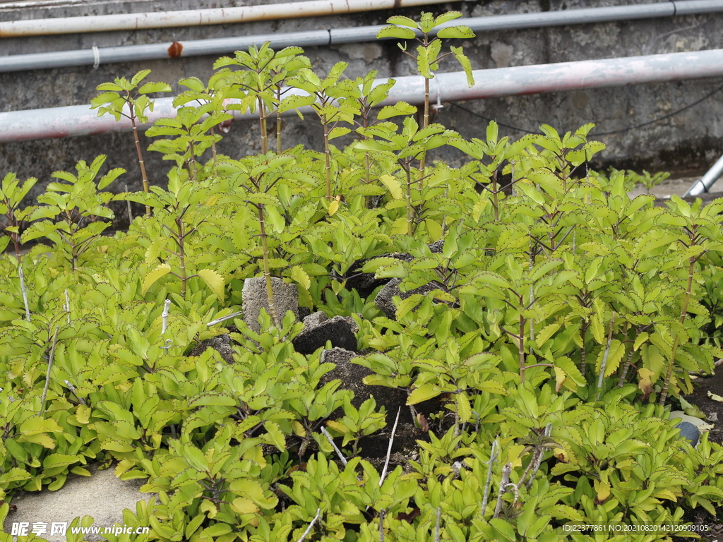 植物