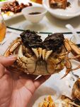 螃蟹照片