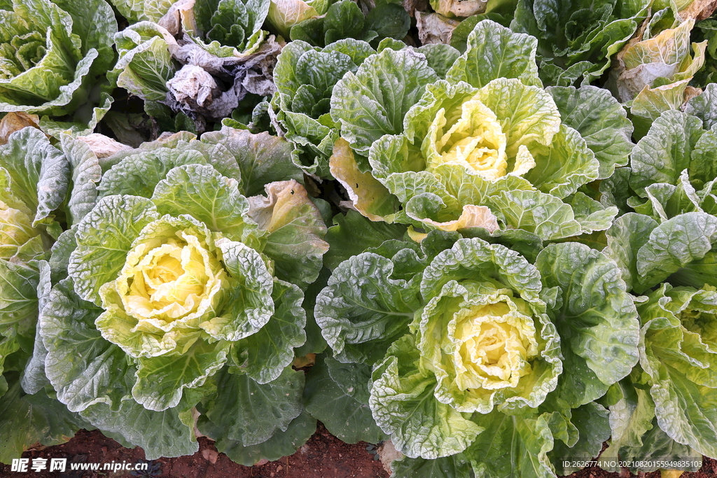 霜冻过的黄芯大白菜