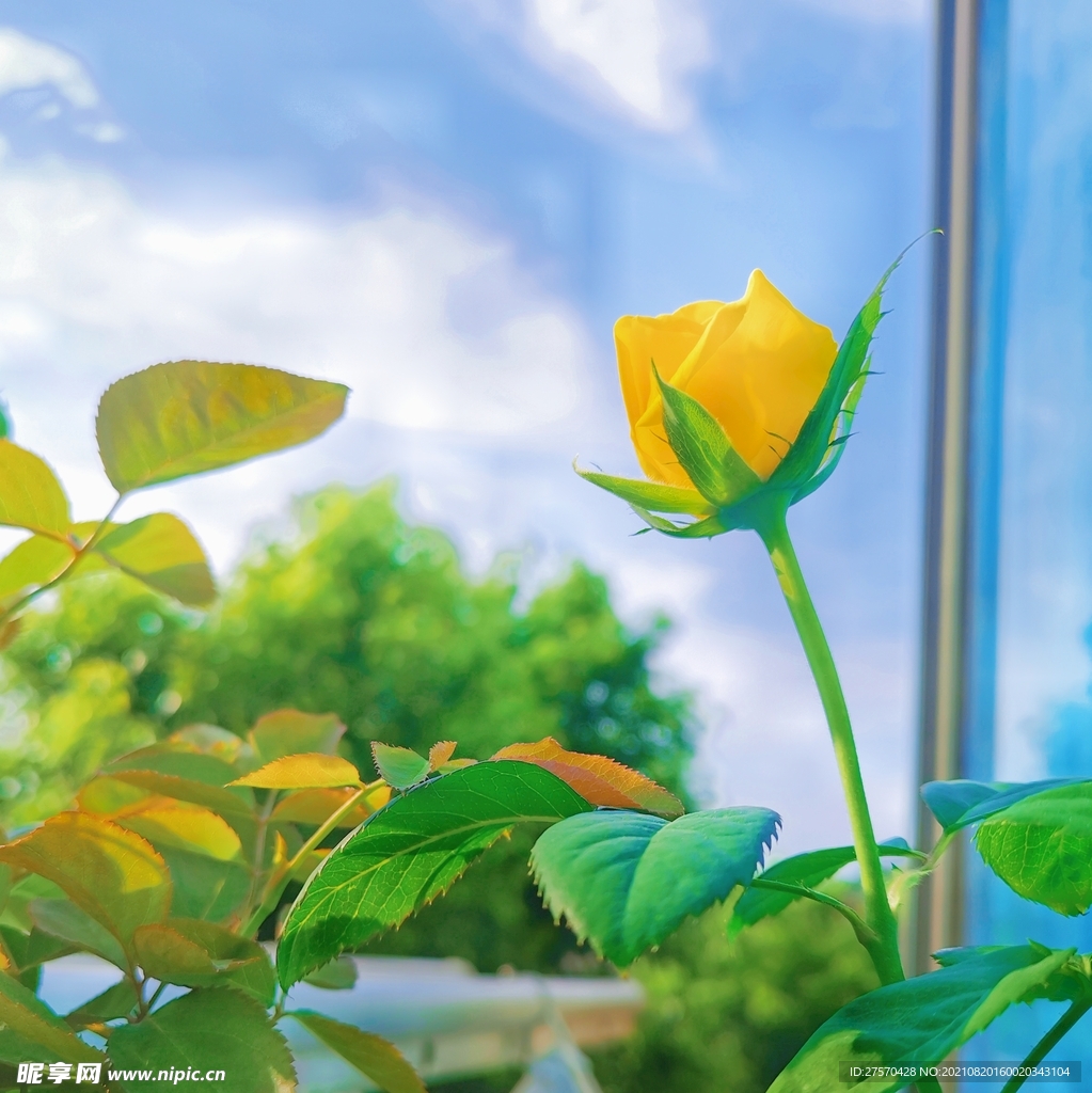 夏