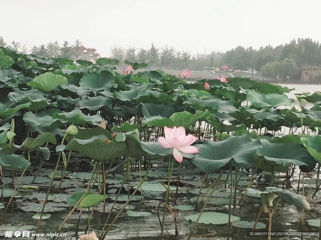 荷花图片