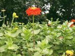 花朵照片