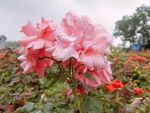 粉色月季花