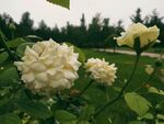 花卉月季花
