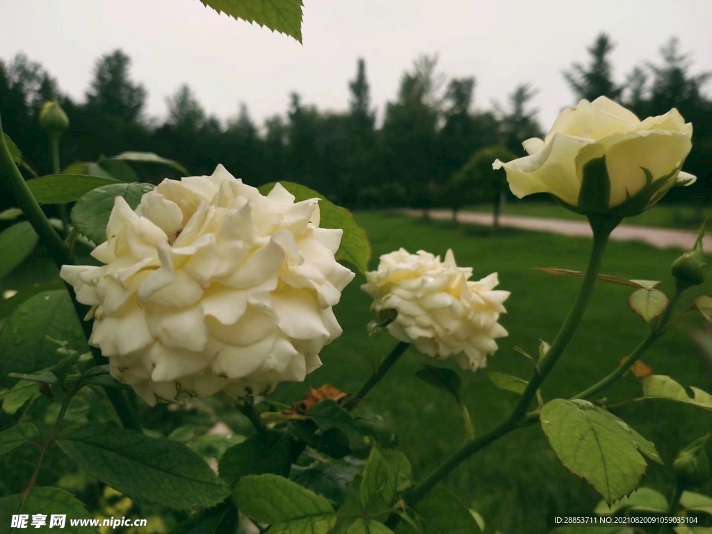 花卉月季花