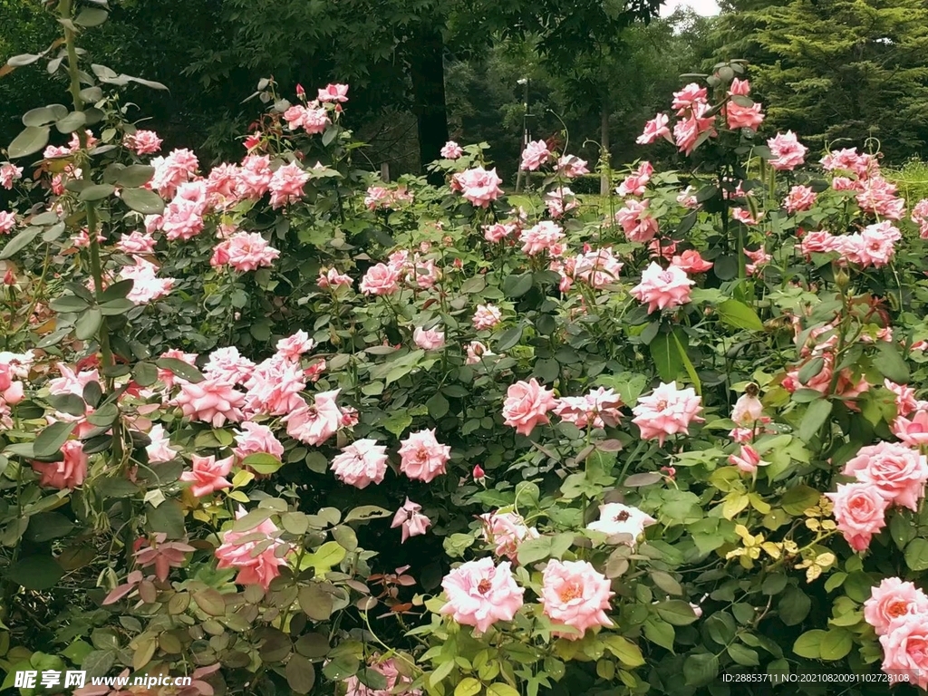 自然风景花朵