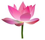 莲花