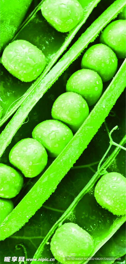 绿豆豆