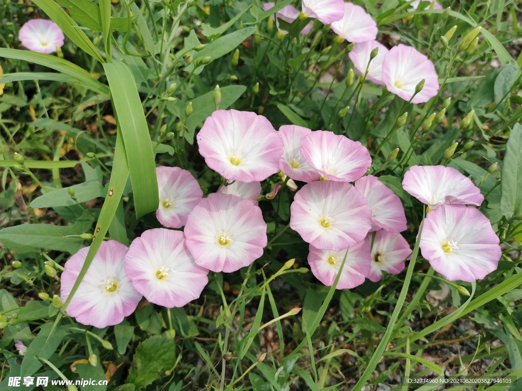 牵牛花丛