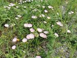 牵牛花从