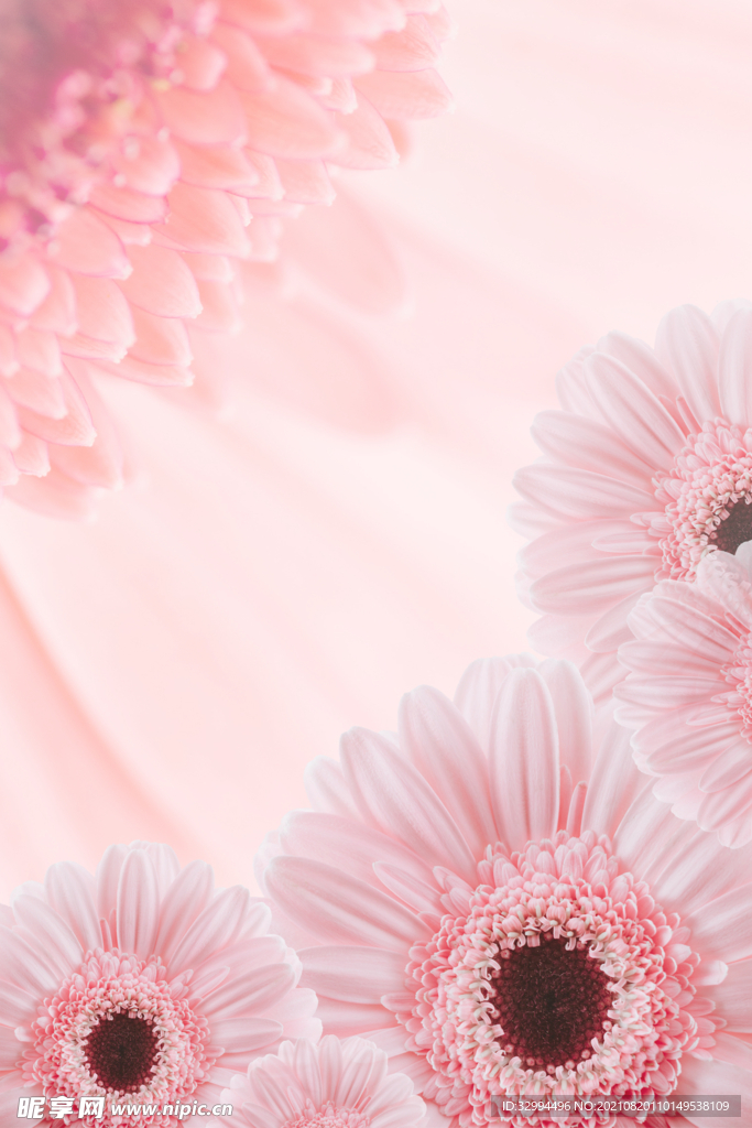 粉色雏菊背景