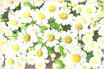花朵仿手绘明亮装饰画