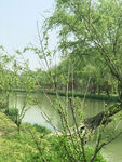 绿树流水