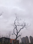 枯树