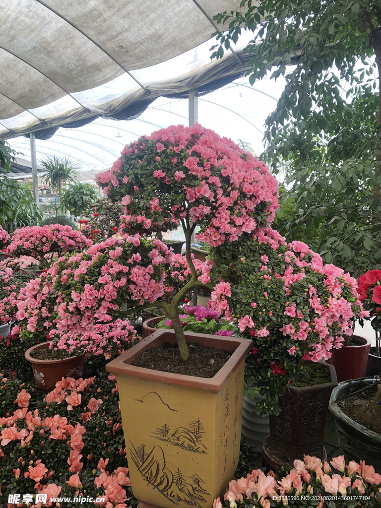 花卉