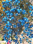 蓝色的花
