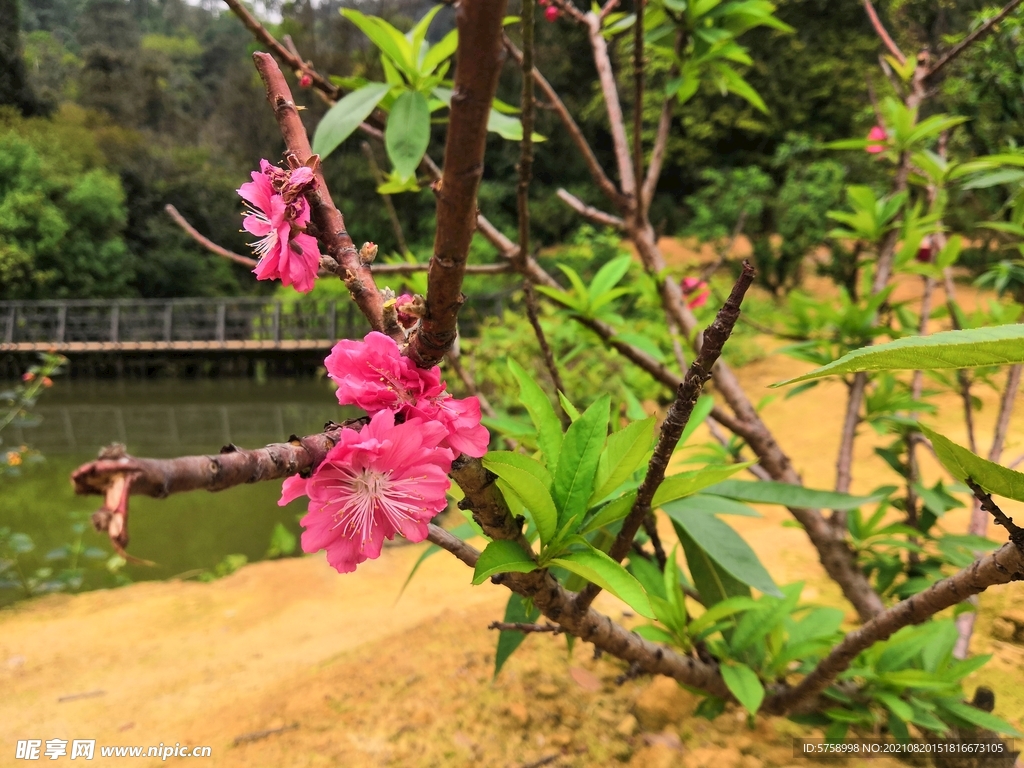 桃花朵朵开