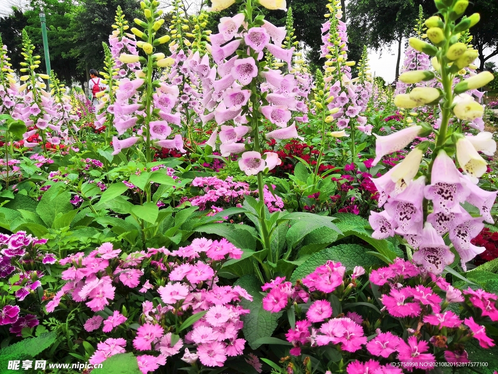 吊钟花一乱花渐欲