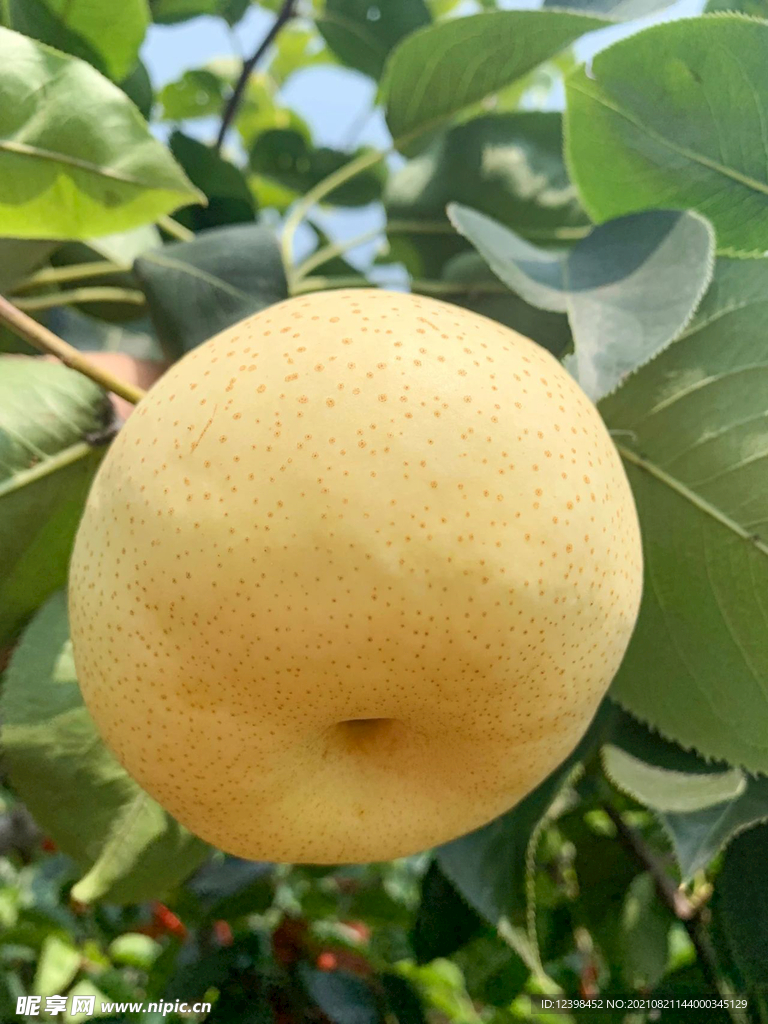 梨子