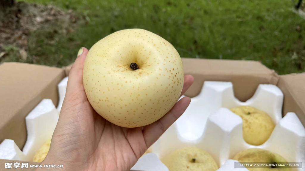 梨子